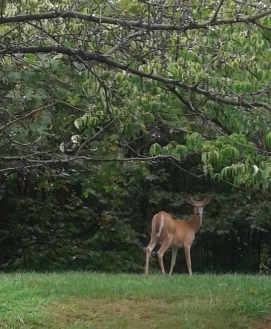 Before I formed thee I knew thee