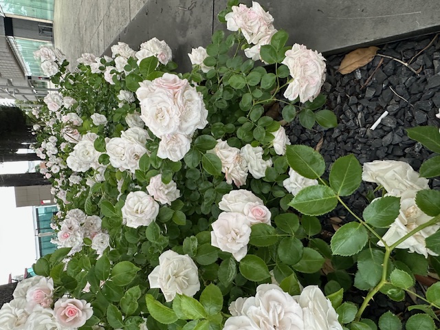 It’s About Gratitude and not for Granted