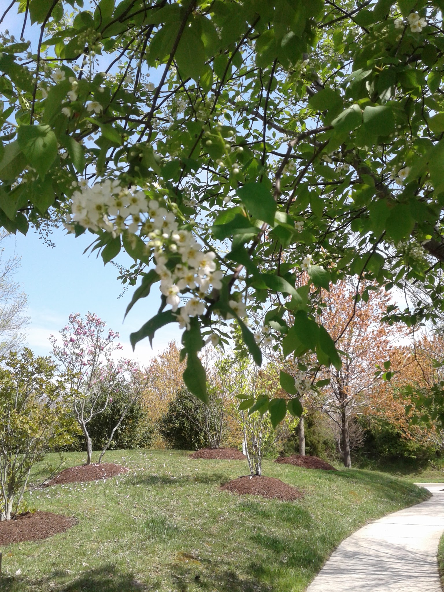 Mountains Move when you Grow your Faith