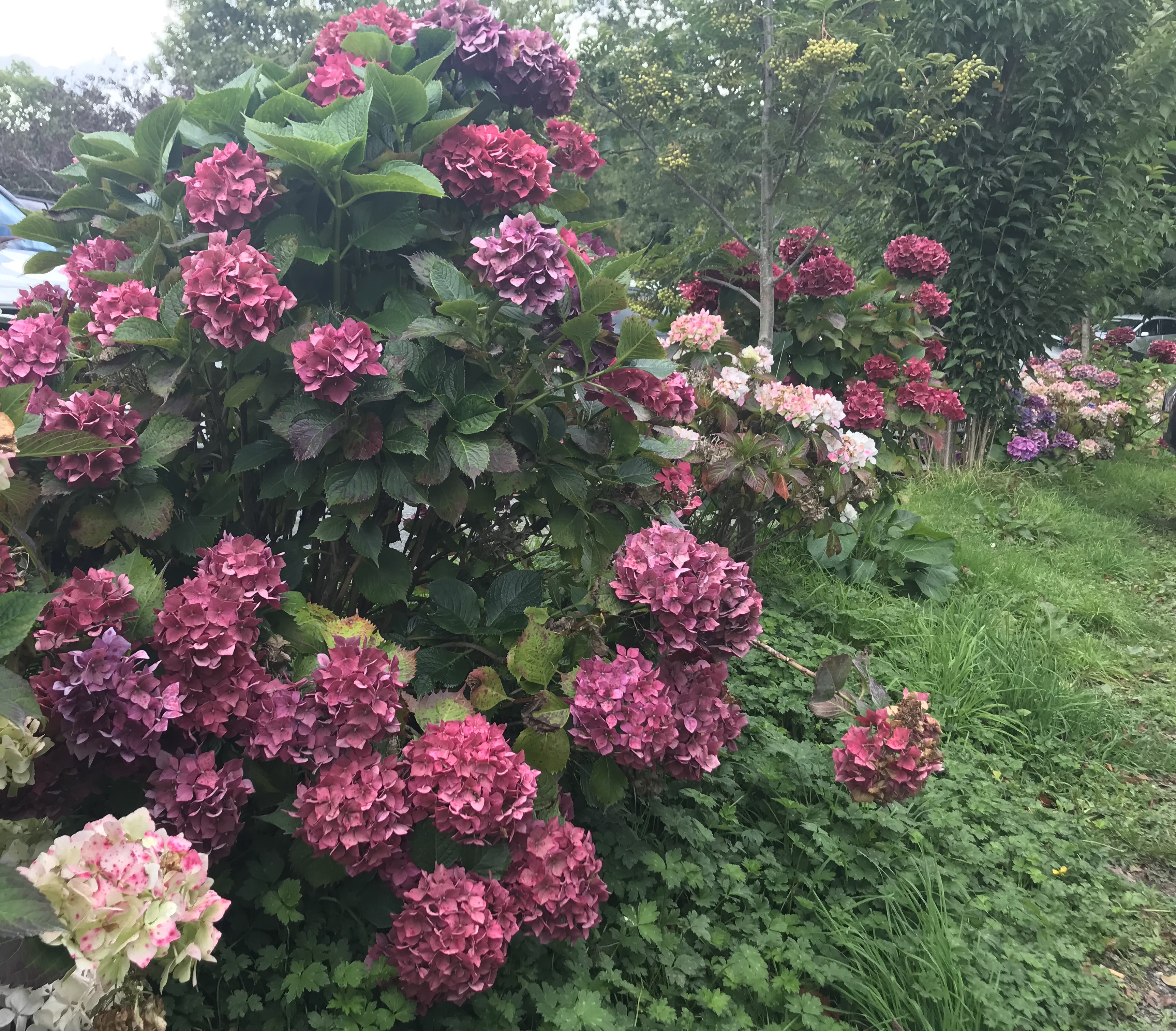 Ncheta Onwu Onye nwe anyi: Iwedata onwe anyi ala