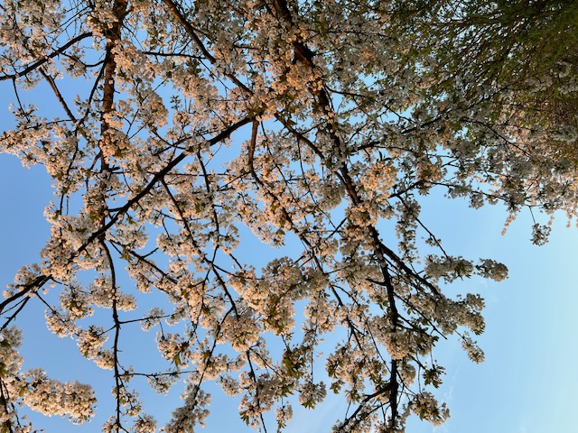  Kraist Jizos Esiwo N'ili Bilie